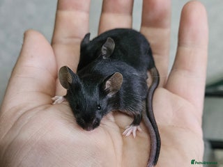 Mouse rodents - Advert 1