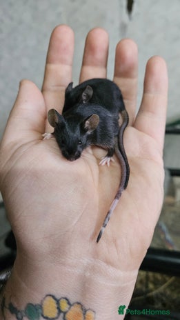 Mouse rodents - Advert 2