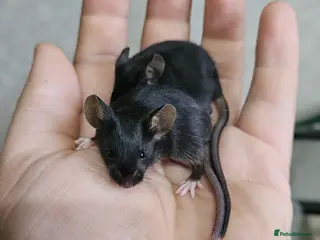 Mouse rodents Fancy mice females - Advert 4