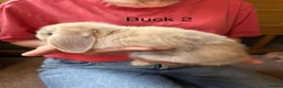 Mini Lop rabbits for sale: Beautiful babies mini lops - Advert 12