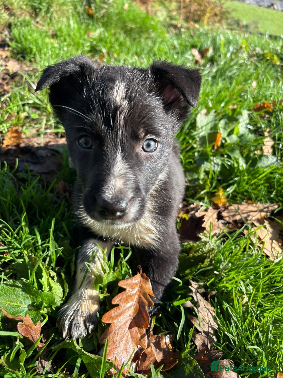 Border Collie dogs for sale: Beautiful Border Collie Pups - Image 6