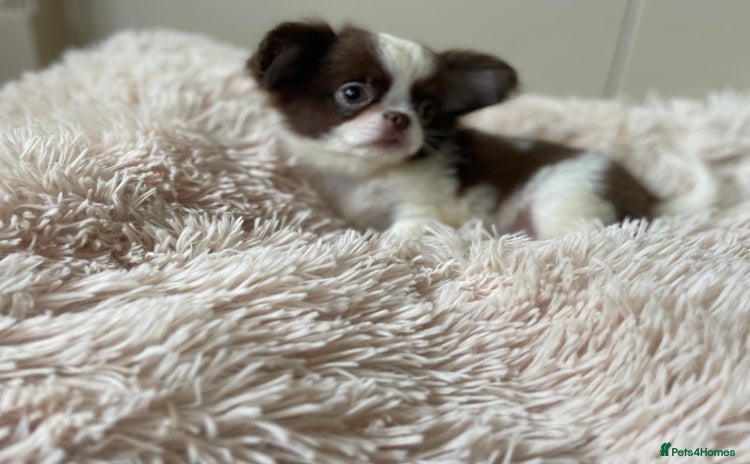 Chihuahua dogs Stunning parti boy  in Doncaster - Advert 1