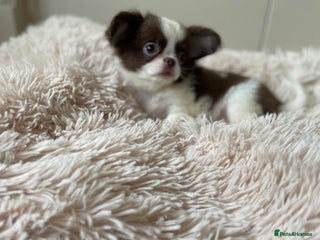 Chihuahua dogs Stunning parti boy in Doncaster - Advert 3