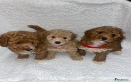 Toy Poodle dogs for sale: Toy poodles  - Image 9