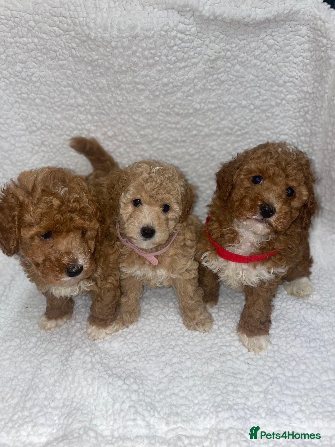 Toy Poodle dogs for sale: Toy poodles  - Image 9