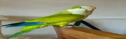 Parrots birds for sale: Quaker Parrot with Cage & Accessories - Advert 5