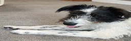 Lurcher dogs for sale: Soppy Bedlington Whippet lurcher puppies  - Advert 3