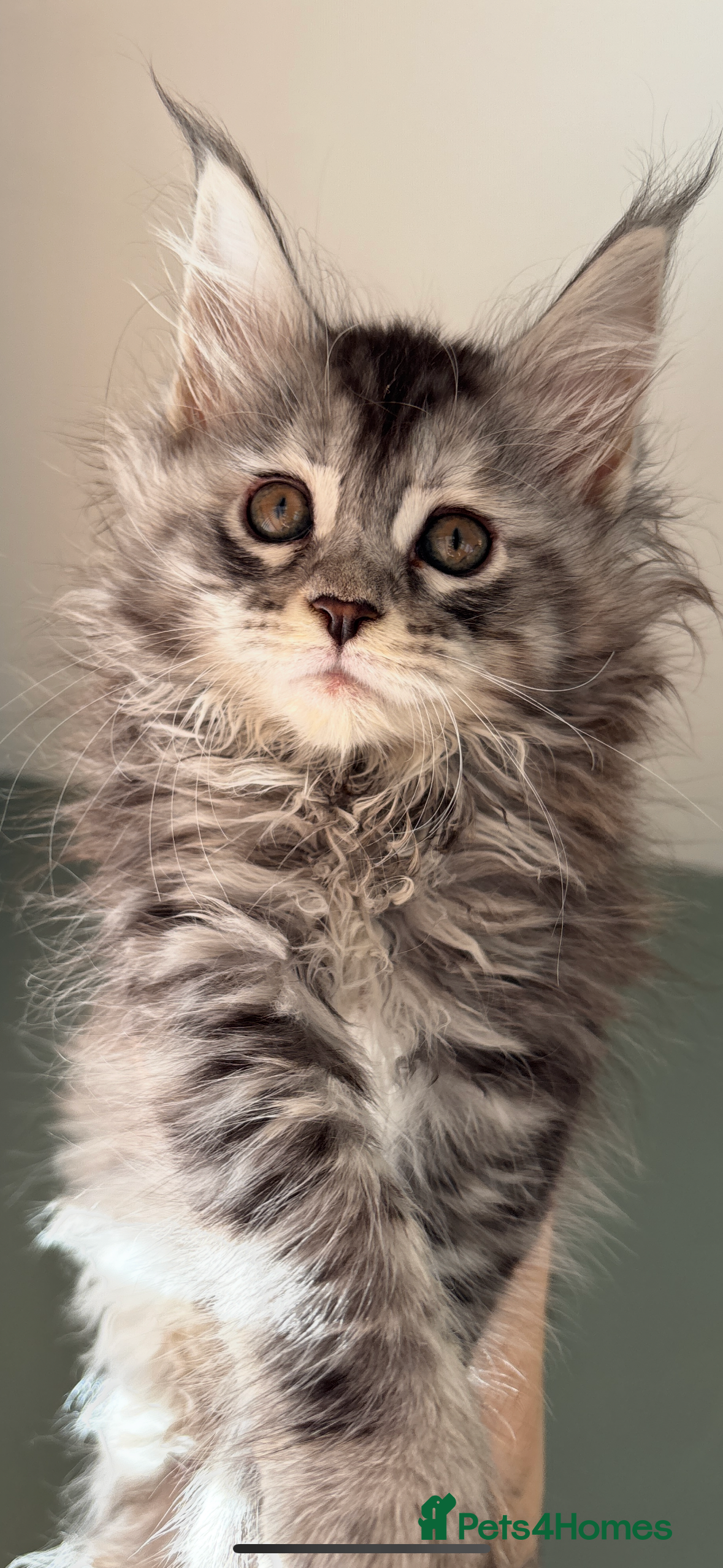 Maine Coon cats Stunning main coon kittens 🦁 - Advert 6