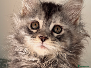 Maine Coon cats Stunning main coon kittens 🦁 - Advert 6