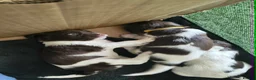English Springer Spaniel dogs for sale: Gorgeous KC reg ES spaniel Pups - Advert 4