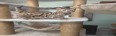 Bengal 2