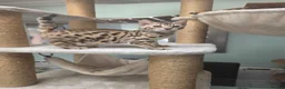 Bengal cats for sale: TICA REGISTERED BROWN ROSETTED BENGAL KITTENS  - Advert 32