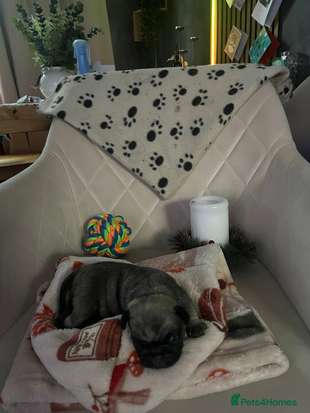 Pug dogs for sale: 2 boys 3 girls pugs for sale leeds  - Advert 14