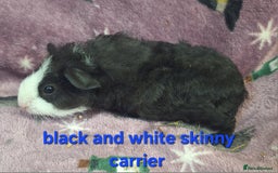 Guinea Pig rodents for sale: Baby male guinea pigs - Image 4