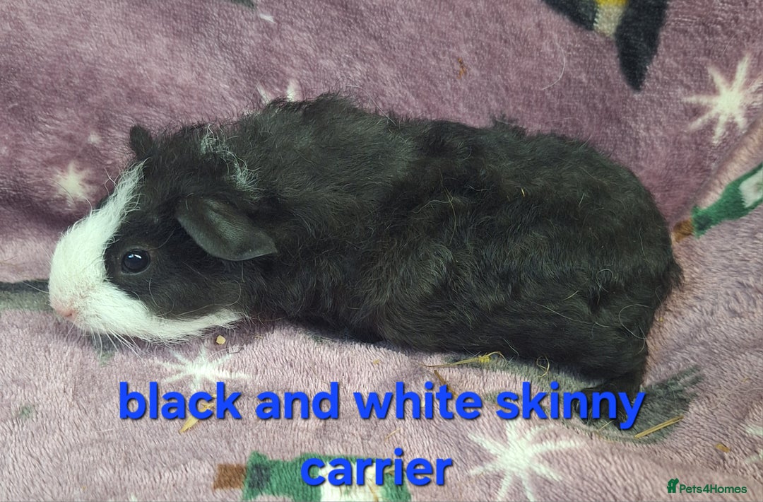 Guinea Pig rodents for sale: Baby male guinea pigs - Image 4
