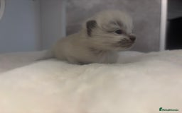 Ragdoll cats for sale: One gorgeous Ragdoll kitten available  - Image 7