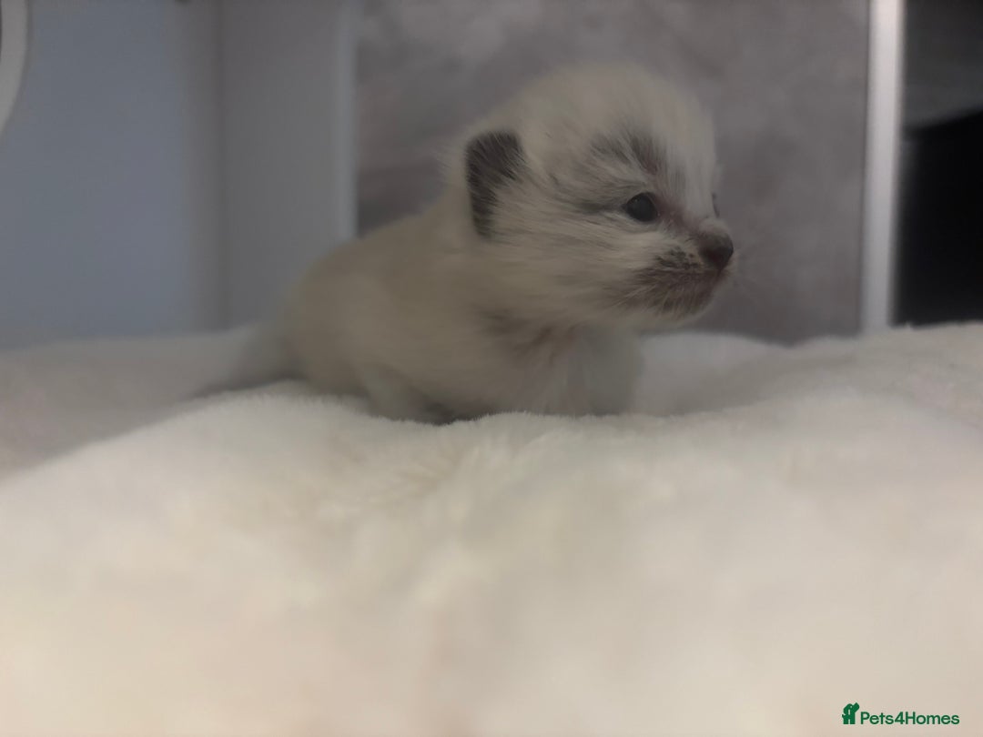 Ragdoll cats for sale: One gorgeous Ragdoll kitten available  - Image 7