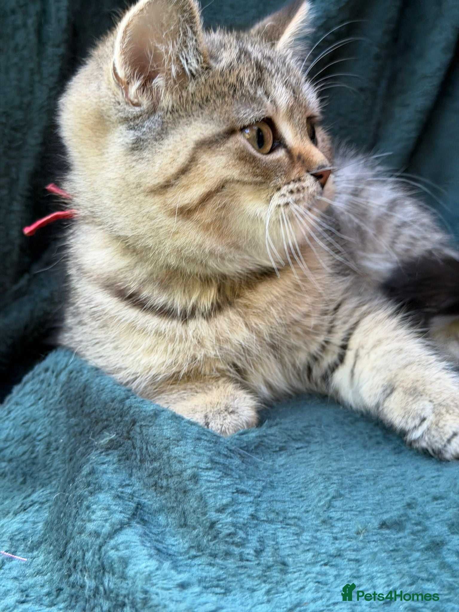 British Longhair cats Holiday price British Longhair& Shorthair Girls - Advert 16