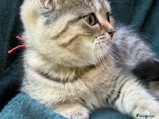 British Longhair cats Holiday price British Longhair& Shorthair Girls - Advert 16
