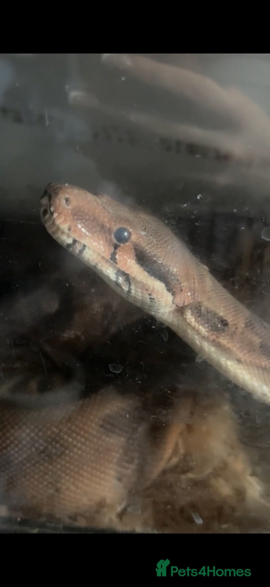 Boa Snake reptiles Different snakes for sale  - Advert 15