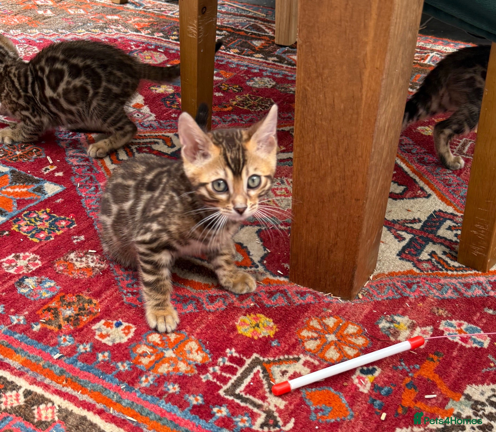 Bengal cats Ready now! Pedigree TICA 💙 Bengal Kittens 🐆 - Advert 5