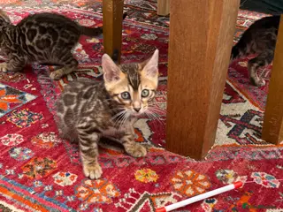 Bengal cats Ready now! Pedigree TICA 💙 Bengal Kittens 🐆 - Advert 5