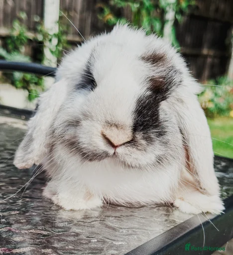 Gallery Image {{count}}