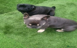 French Bulldog dogs for stud: Dogs name Zeus in a good healthy all vaccination  - Advert 6