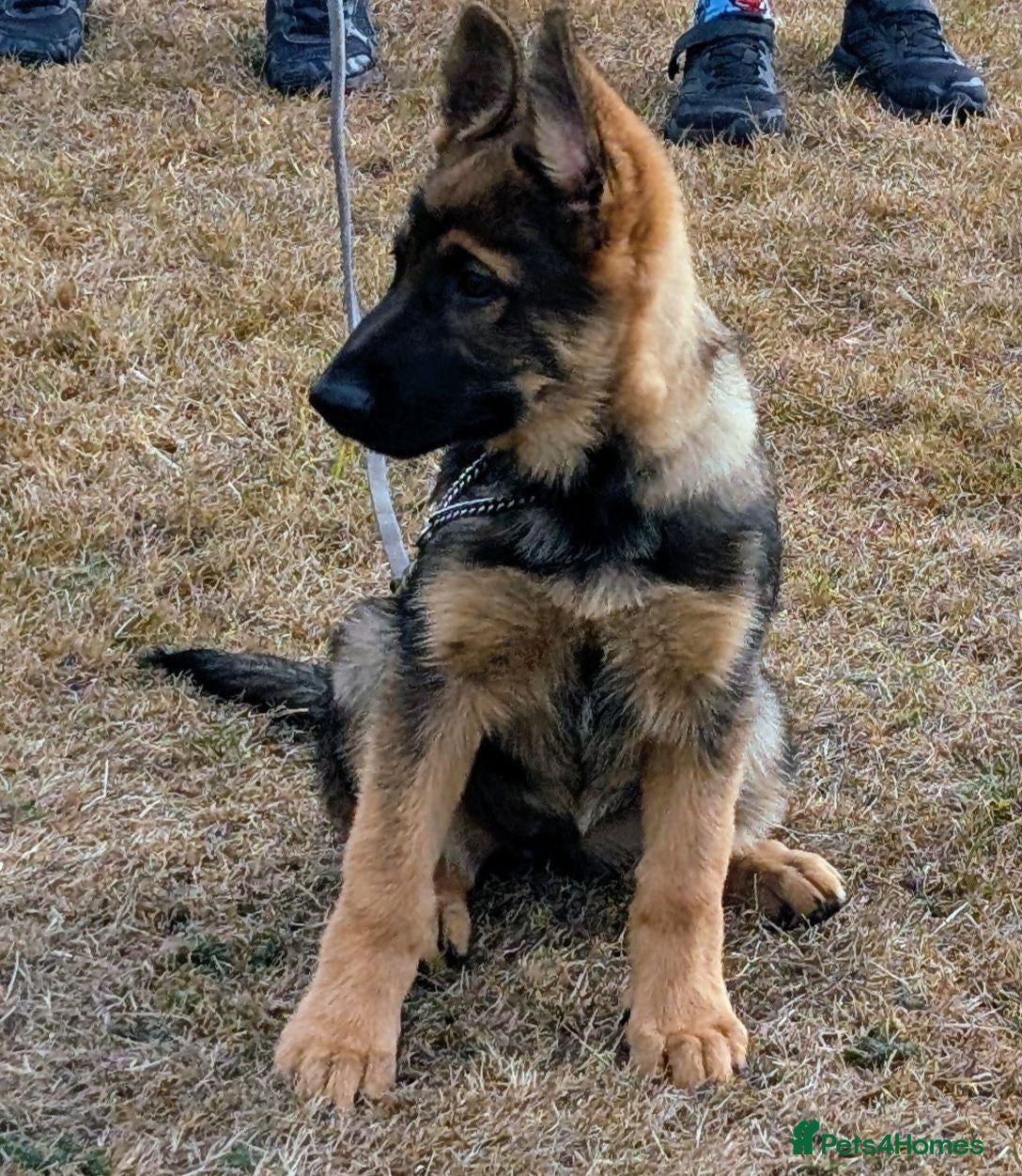 German Shepherd dogs K.C. reg GSD female - Advert 2