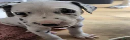Dalmatian dogs for sale: Last 2 handsome boys Dalmatian puppies  - Advert 6