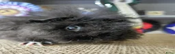 Guinea Pig rodents for sale: Californian guinea pig - Advert 6