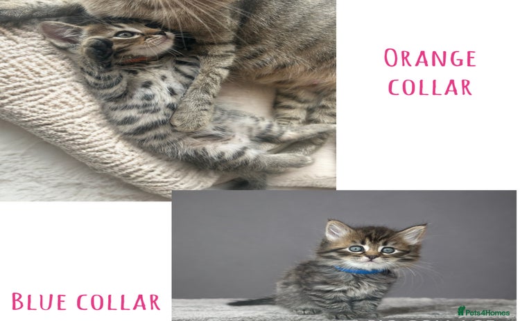 Bengal cats - Advert 5
