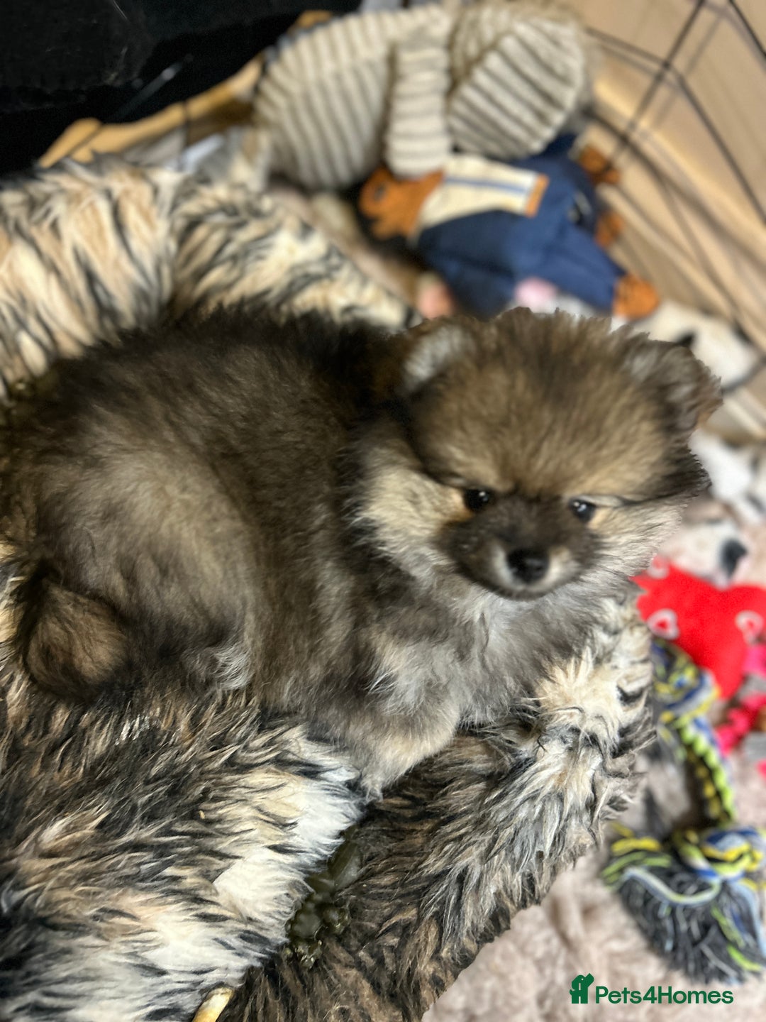Pomeranian dogs for sale: Pomeranian Pups - Ready for new homes 💕 - Advert 28