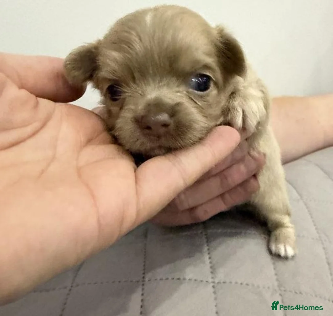 Chihuahua dogs for sale: Bold, Bright & Bursting with Energy–Chihuahuas in Hull - Advert 4