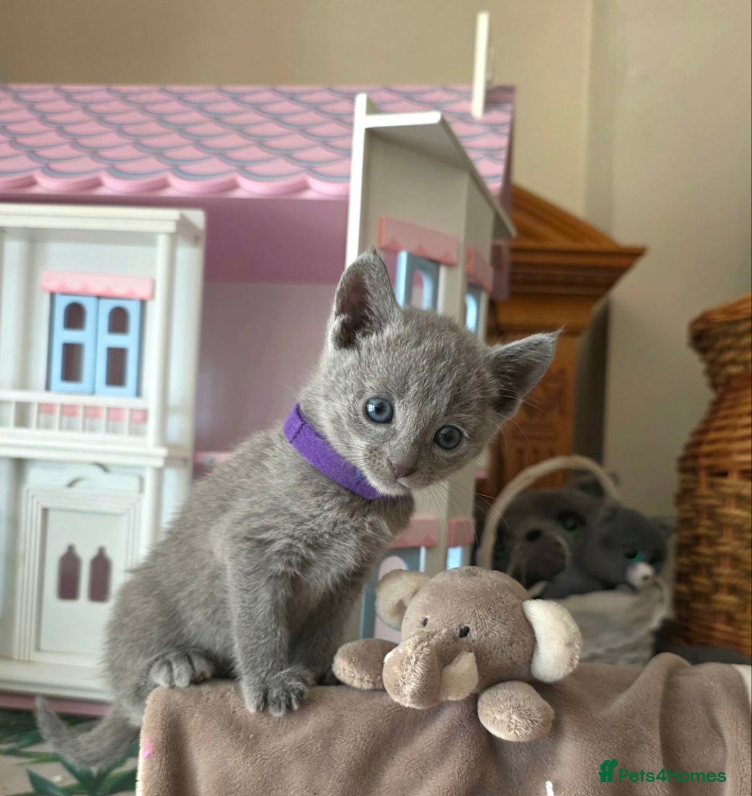 Russian Blue cats for sale: RB kittens Pedigree London  - Image 26
