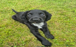 Cocker Spaniel dogs for sale: KC Reg Working Cocker Spaniel Puppies - Image 1