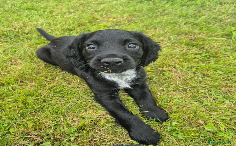 Cocker Spaniel dogs - Advert 2