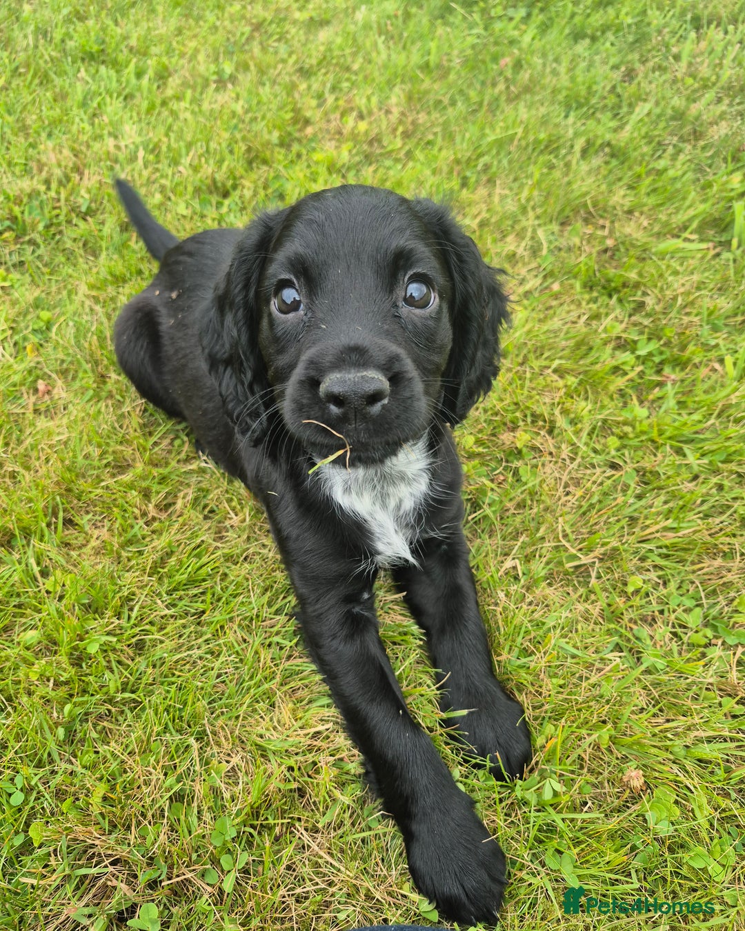 Cocker Spaniel dogs for sale: KC Reg Working Cocker Spaniel Puppies - Image 1