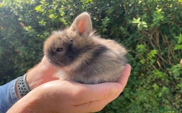Lionhead rabbits for sale: 4 Beautiful Lionhead Baby Bunnies - Image 6