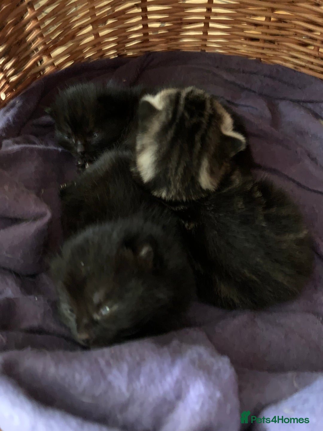 Mixed Breed cats for sale: 3 beautiful kittens for sale - Image 3