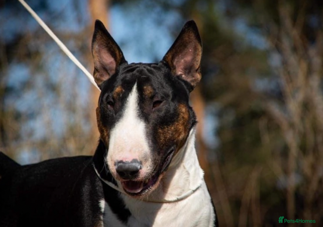 English Bull Terrier dogs for sale: Champion line EBT Puppies - Image 20