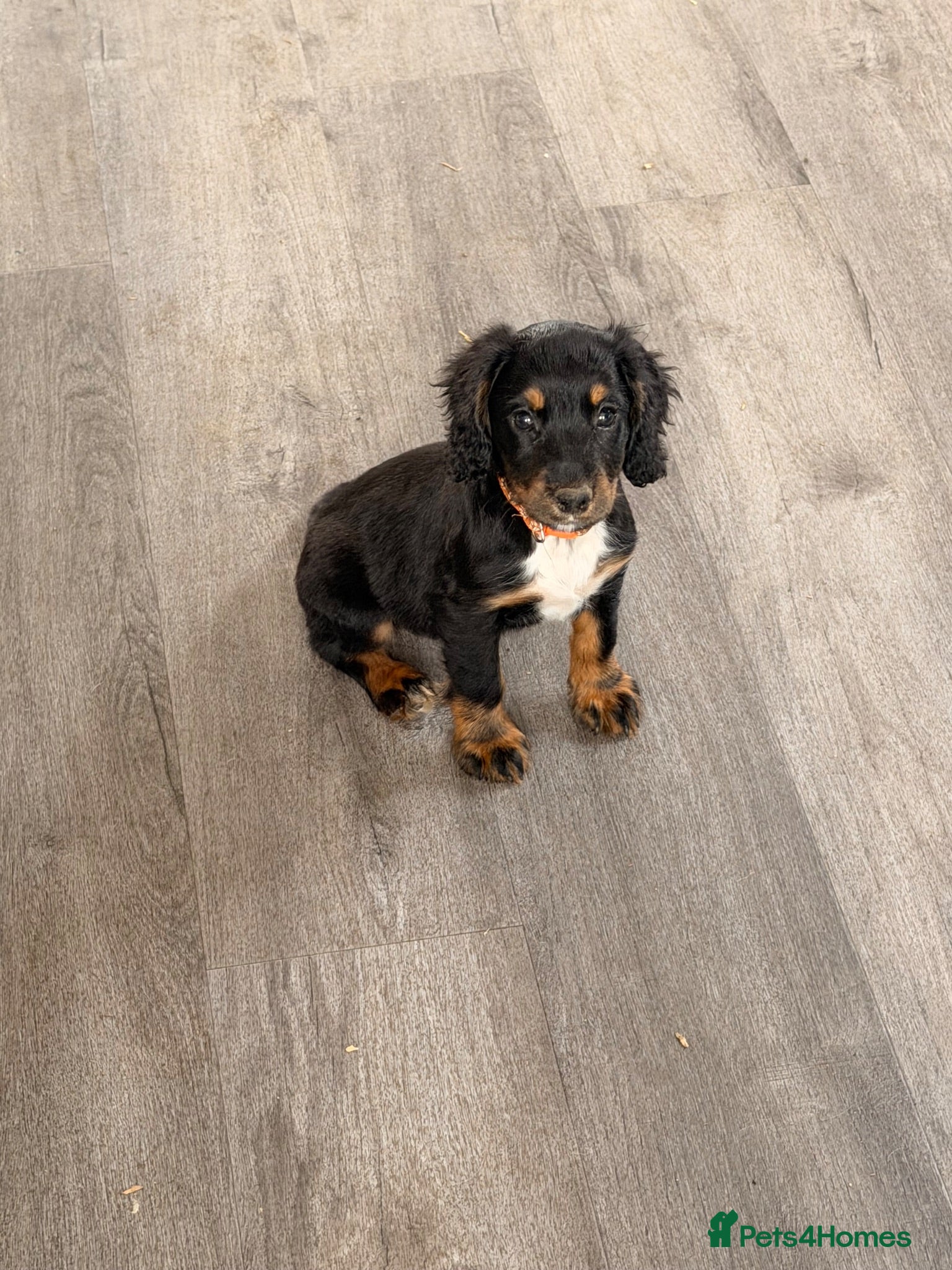 Cocker Spaniel dogs Cocker spaniel puppies ready Sunday  - Advert 1