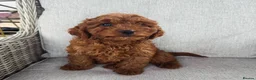 Cavapoo dogs for sale: Cavapoobabiesuk litter has arrived  - Advert 4