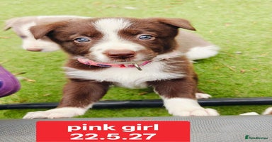 Border Collie dogs - Advert 14