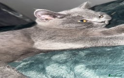British Shorthair cats for sale: Meet stitch  - Image 3