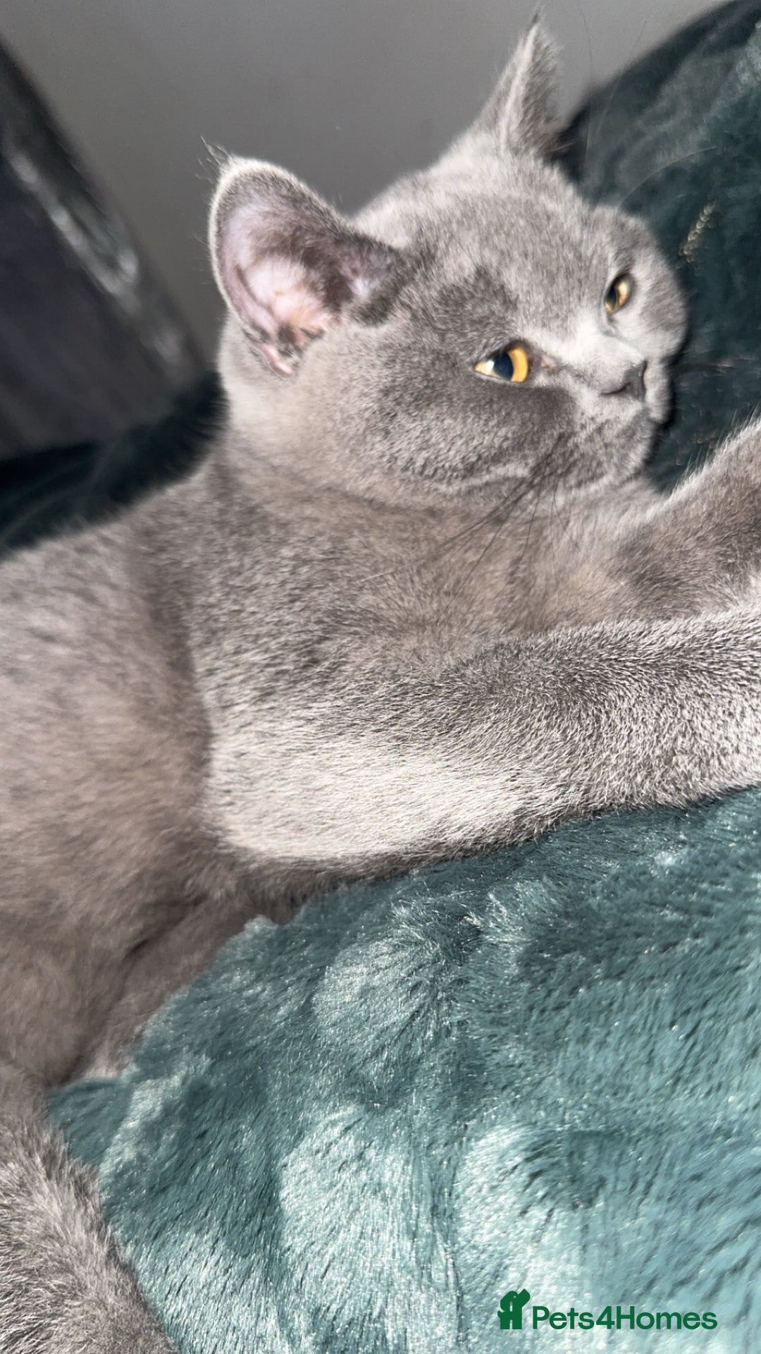 British Shorthair cats for sale: Meet stitch  - Image 3