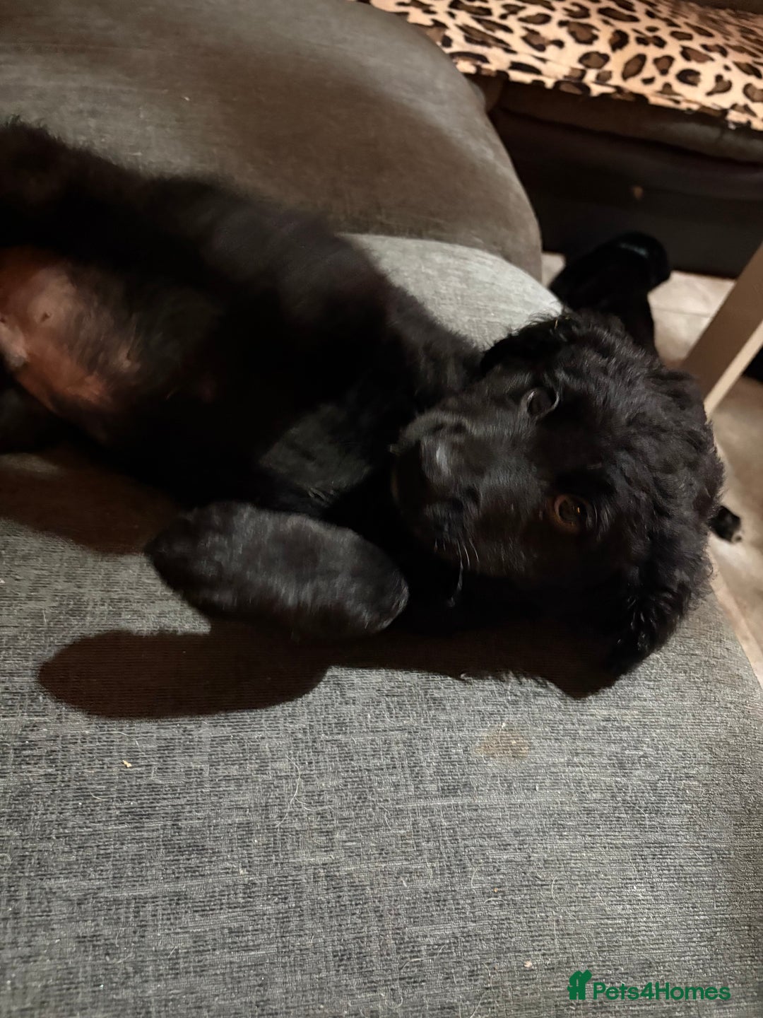 Goldador dogs for sale: Goldador puppies ready for rehome now!  - Advert 11