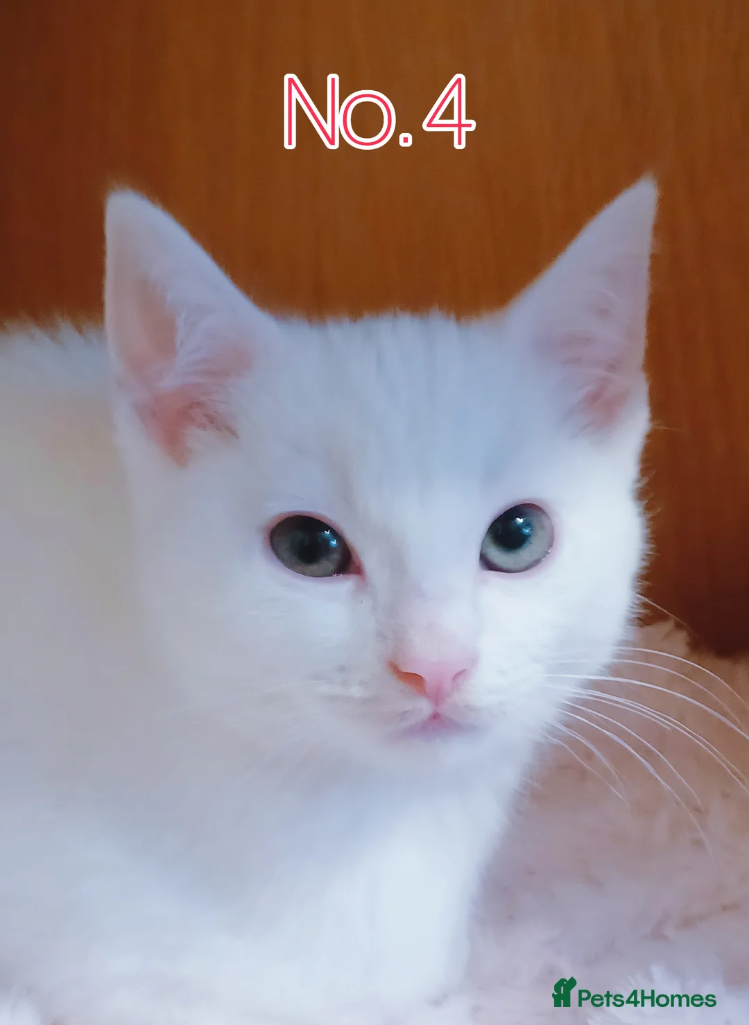 Mixed Breed cats for sale: Ready Now - Trained Ragdoll Mix Kittens Blue Eyes - Advert 2