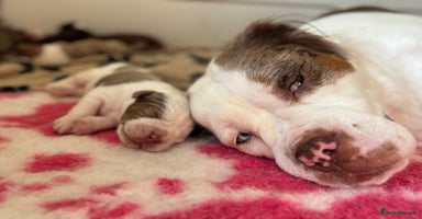 Olde English Bulldogge dogs READY NOW ✨ FLUFFY OLDE ENGLISH BULLDOGS  - Advert 1