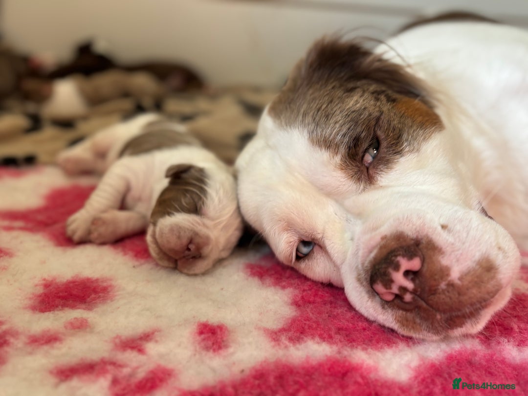 Olde English Bulldogge dogs for sale: READY NOW ✨ FLUFFY OLDE ENGLISH BULLDOGS  - Image 2